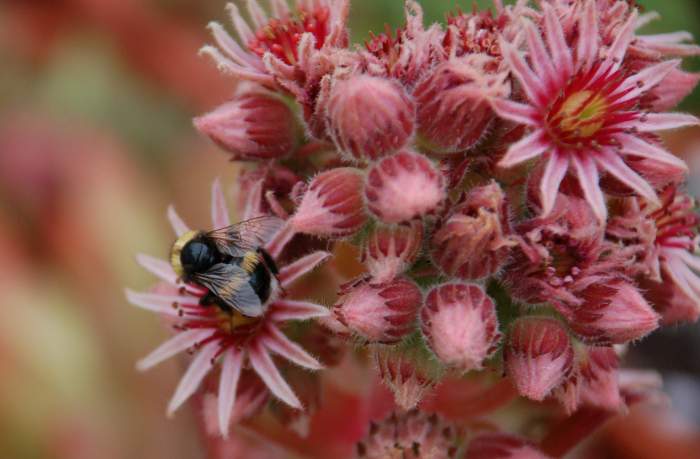 Sempervivum Dachwurz Hauswurz